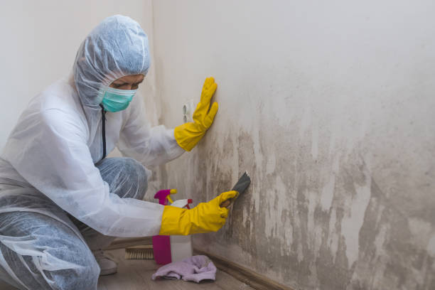 Best Industrial Mold Remediation  in Hallsville, MO