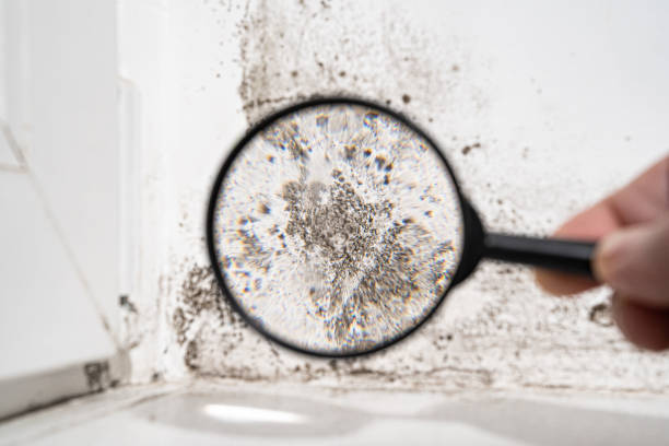 Best Basement Mold Removal  in Hallsville, MO