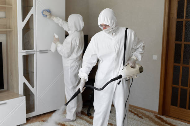 Best Black Mold Removal  in Hallsville, MO