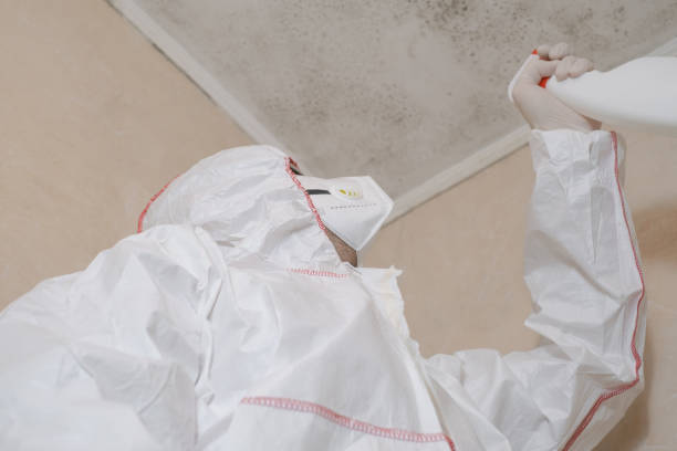 Best Commercial Mold Inspection  in Hallsville, MO