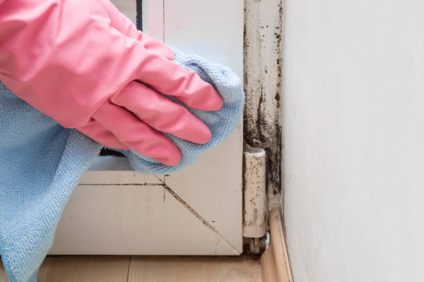 Best Attic Mold Removal  in Hallsville, MO